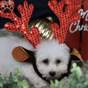 Frosty (tiny), Bichon Frise Puppy