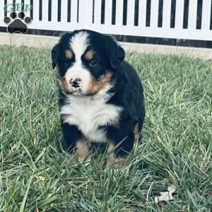 Willow, Bernese Mountain Dog Puppy