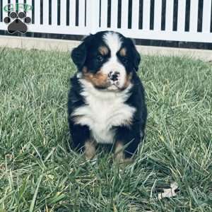 Willow, Bernese Mountain Dog Puppy