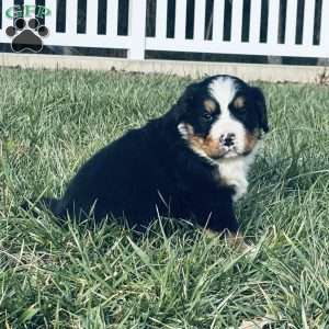 Willow, Bernese Mountain Dog Puppy