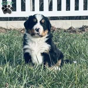 Willow, Bernese Mountain Dog Puppy