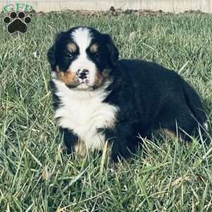 Willow, Bernese Mountain Dog Puppy