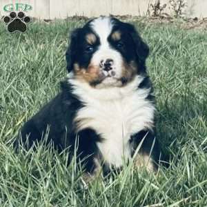 Willow, Bernese Mountain Dog Puppy