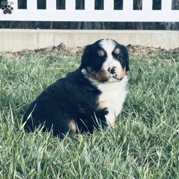 Willow, Bernese Mountain Dog Puppy