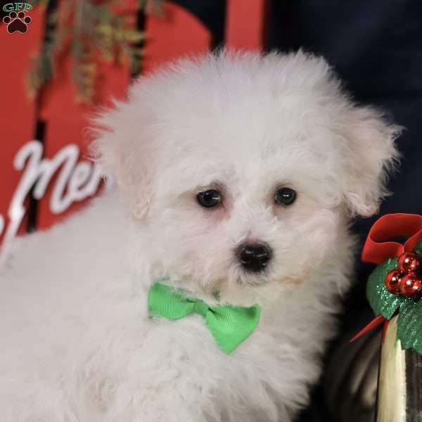 Frosty (tiny), Bichon Frise Puppy