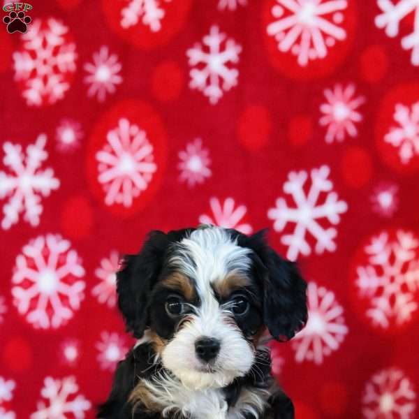 Jolly, Cavapoo Puppy