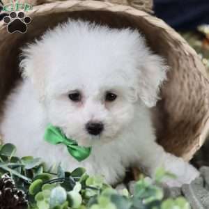 Frosty (tiny), Bichon Frise Puppy