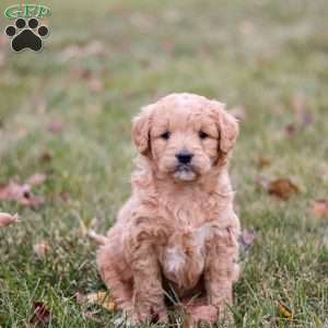 Rose, Goldendoodle Puppy