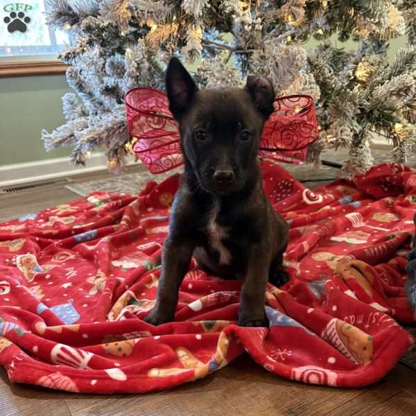 Tim McGraw, Belgian Malinois Puppy