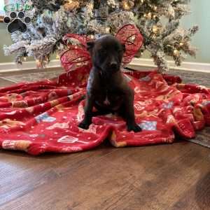 Taylor Swift, Belgian Malinois Puppy