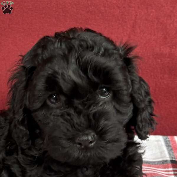 Candy, Cockapoo Puppy