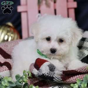 Frosty (tiny), Bichon Frise Puppy