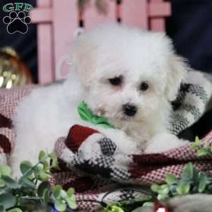 Frosty (tiny), Bichon Frise Puppy