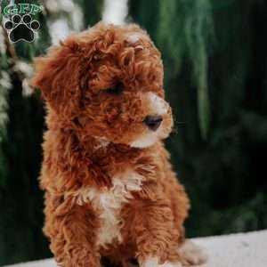 Alvin, Miniature Poodle Puppy