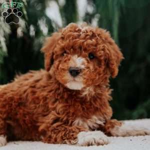 Alvin, Miniature Poodle Puppy