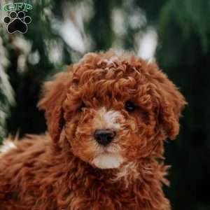 Alvin, Miniature Poodle Puppy