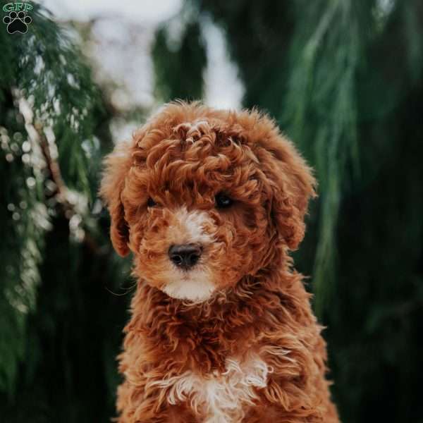 Alvin, Miniature Poodle Puppy