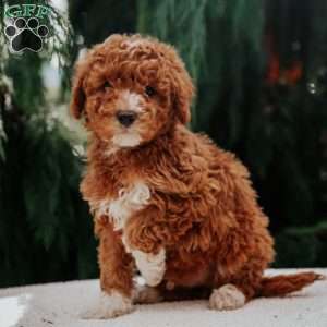 Alvin, Miniature Poodle Puppy