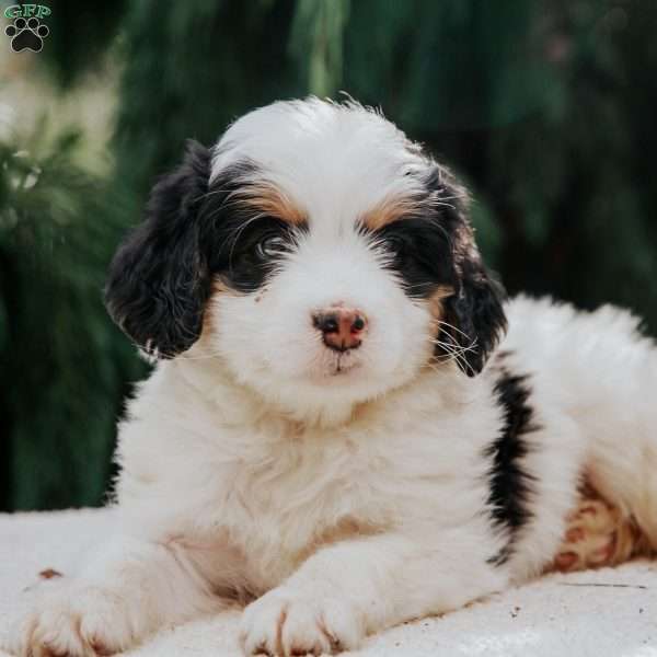 Babe, Mini Bernedoodle Puppy