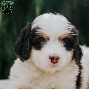 Babe, Mini Bernedoodle Puppy