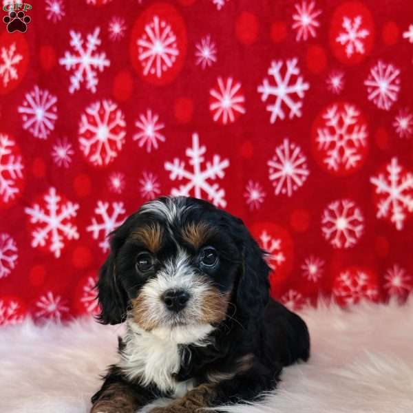 Merry, Cavapoo Puppy