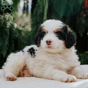 Babe, Mini Bernedoodle Puppy