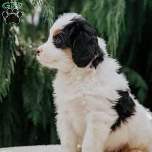 Babe, Mini Bernedoodle Puppy