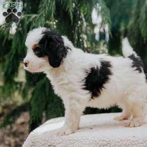 Babe, Mini Bernedoodle Puppy