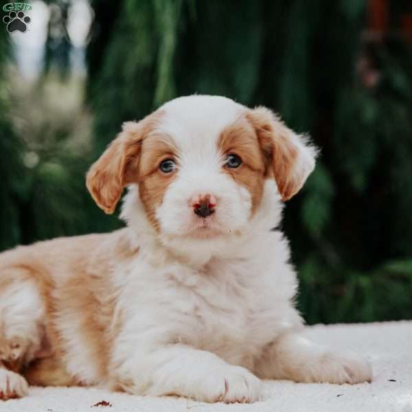 Bella, Mini Bernedoodle Puppy