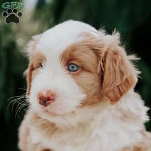 Benny, Mini Bernedoodle Puppy