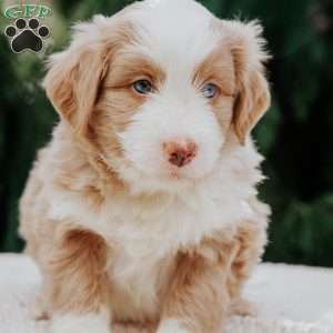 Benny, Mini Bernedoodle Puppy