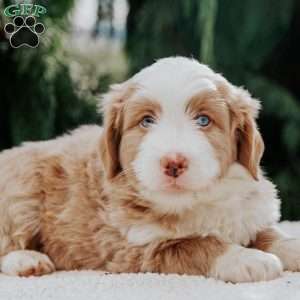 Benny, Mini Bernedoodle Puppy