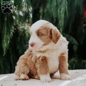 Benny, Mini Bernedoodle Puppy