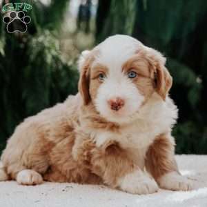 Benny, Mini Bernedoodle Puppy