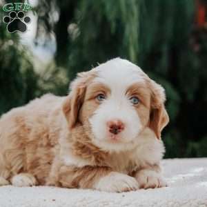 Benny, Mini Bernedoodle Puppy