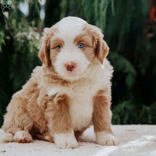 Benny, Mini Bernedoodle Puppy