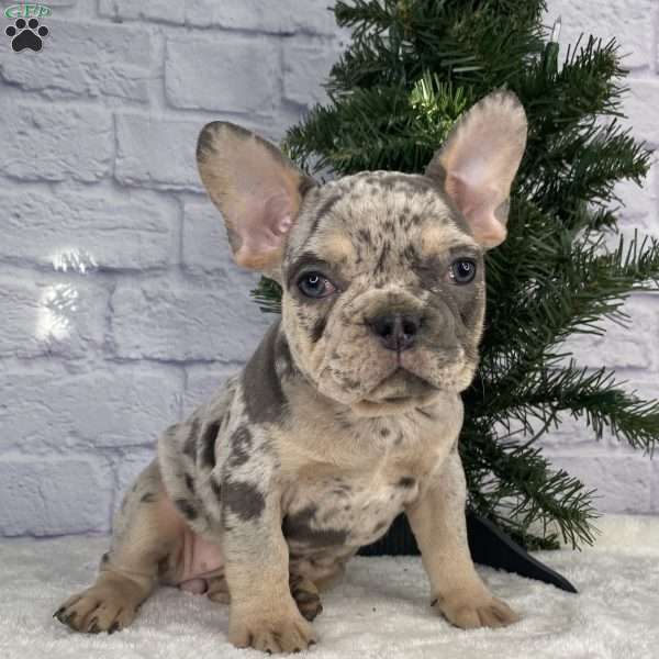 Pearls, French Bulldog Puppy