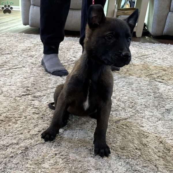 Taylor Swift, Belgian Malinois Puppy