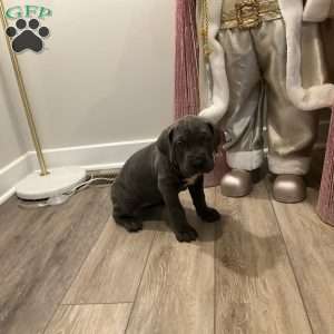 Green, Cane Corso Puppy