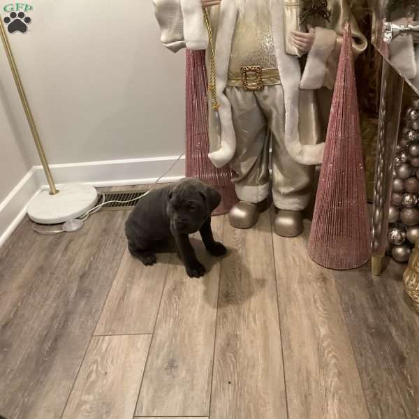 Green, Cane Corso Puppy