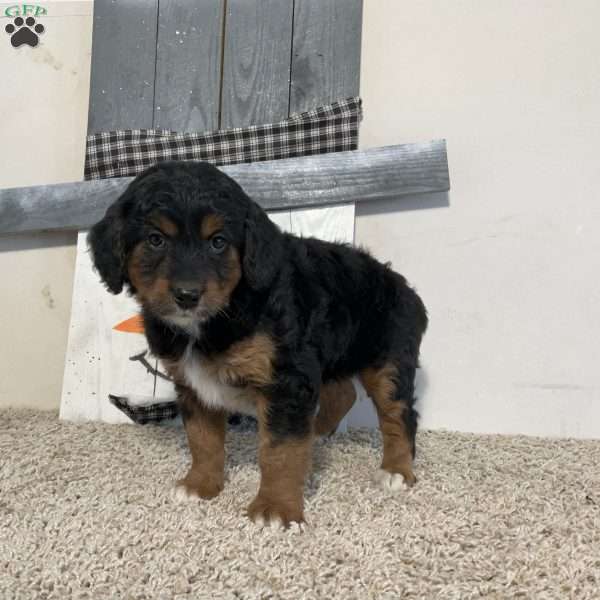 Sparky, Mini Aussiedoodle Puppy