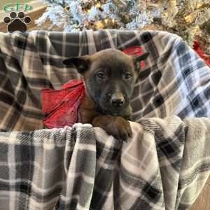 Taylor Swift, Belgian Malinois Puppy