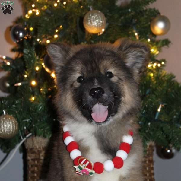 Stella, Akita Puppy