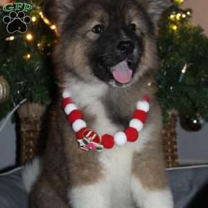 Stella, Akita Puppy