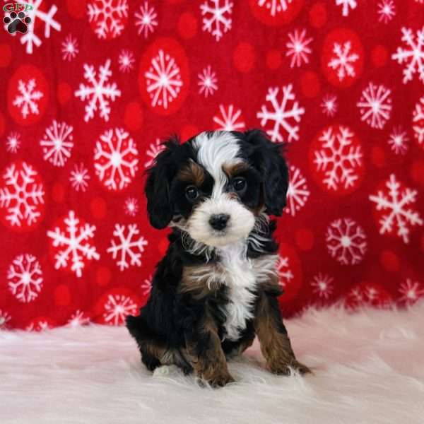 Joy, Cavapoo Puppy