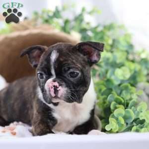 Peaches, Boston Terrier Puppy