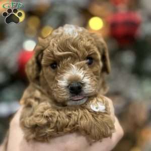 Chubs, Cavapoo Puppy