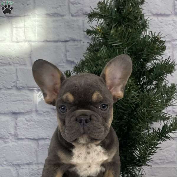 Scarlet, French Bulldog Puppy