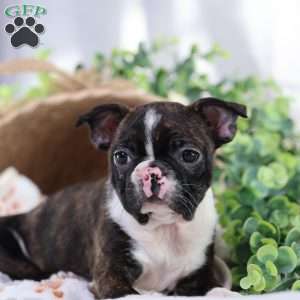 Peaches, Boston Terrier Puppy