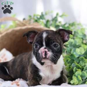 Peaches, Boston Terrier Puppy